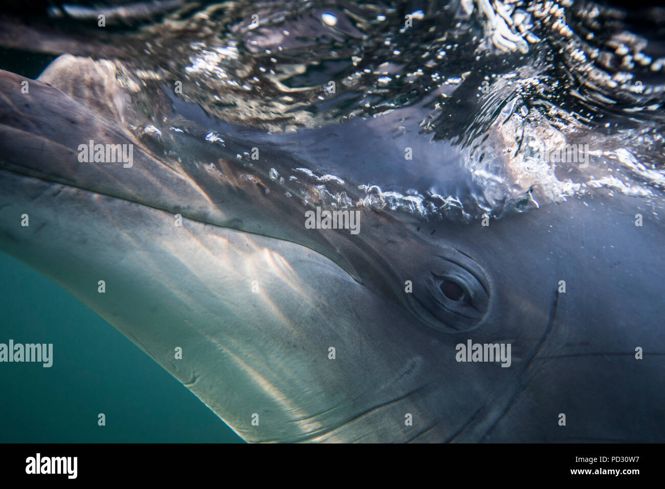 Bottlenose dolphin's eye, close-up, underwater view Stock Photo