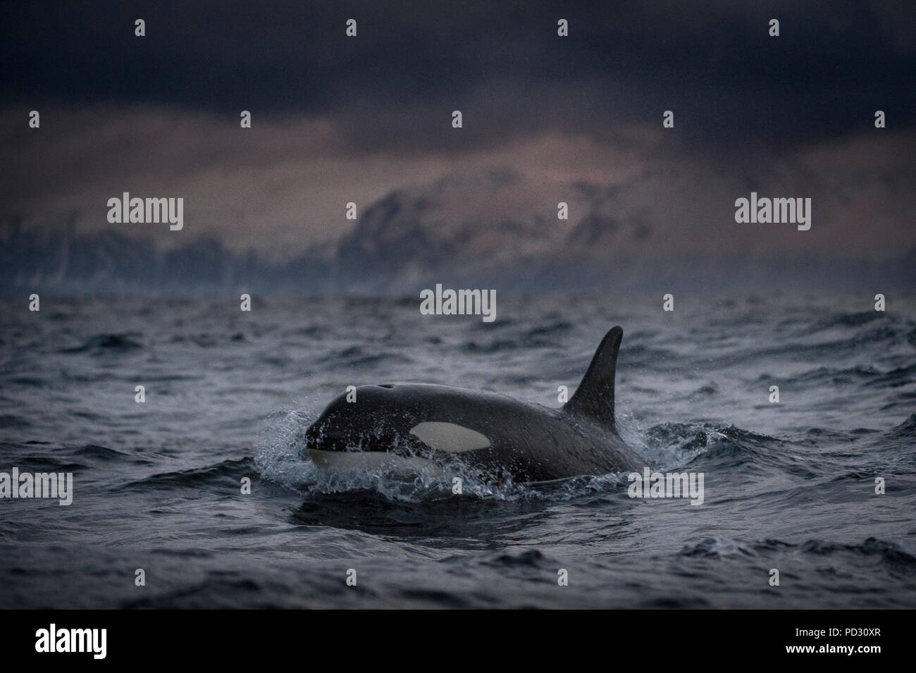 Killer whale (Orcinus orca), hunting for food, Andenes, Nordland, Norway Stock Photo