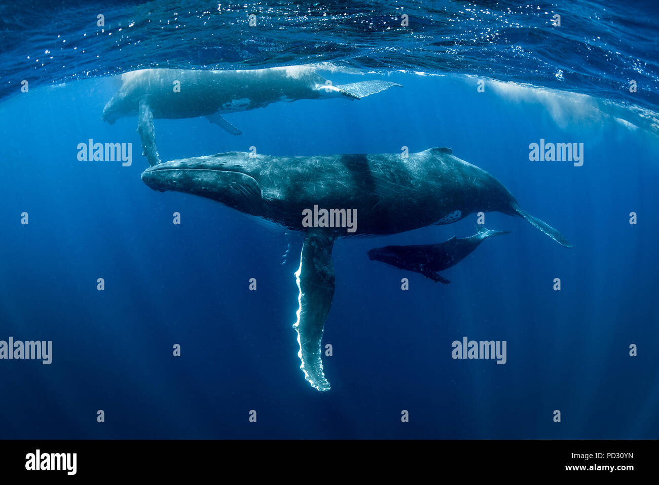 Humpback Whales Megaptera Novaeangliae Underwater View Tonga