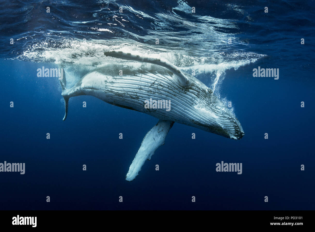 Humpback whales (Megaptera novaeangliae), underwater view, Tonga, Western, Fiji Stock Photo