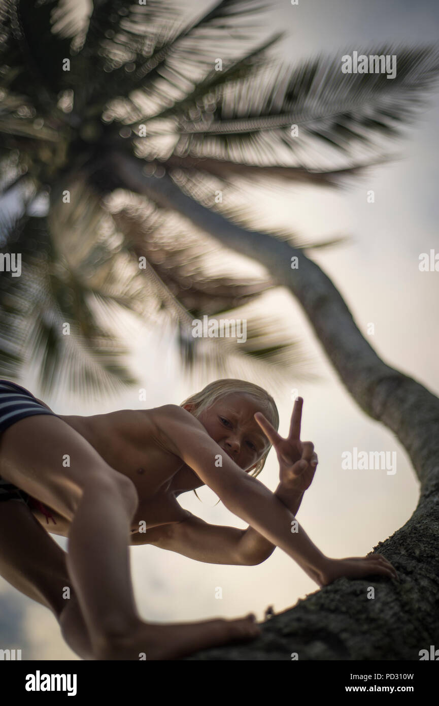Young boy climbing palm tree, gesturing peace sign towards camera, low angle view, Beqa, Fiji Stock Photo
