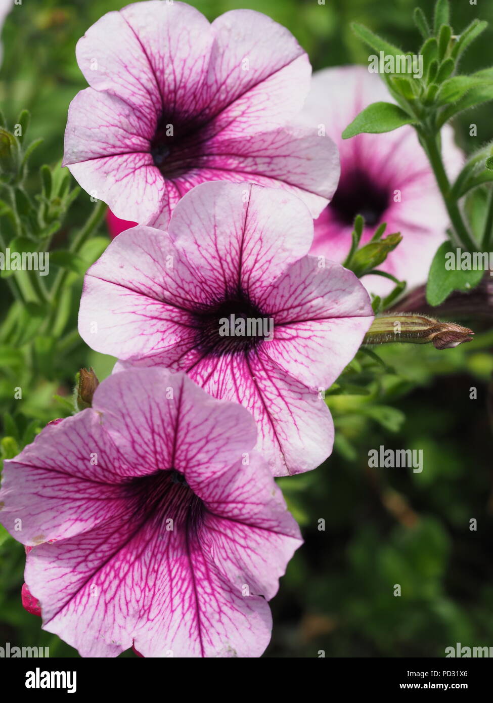 Pink Petunia Flower Stock Photo - Alamy
