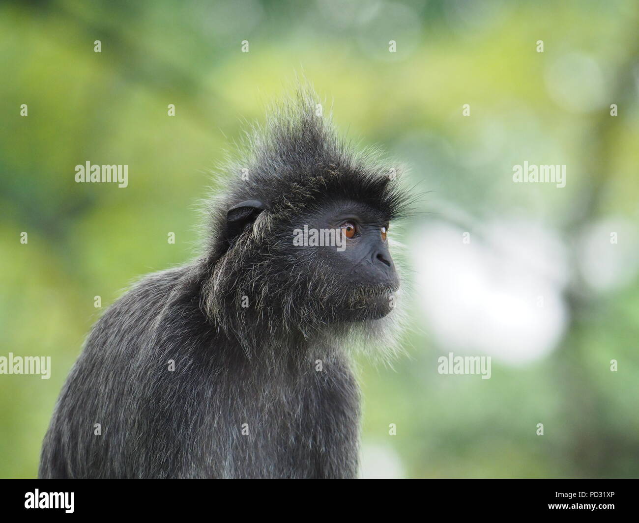 Silvered Leaf Langur Monkey Malaysia Stock Photo - Alamy