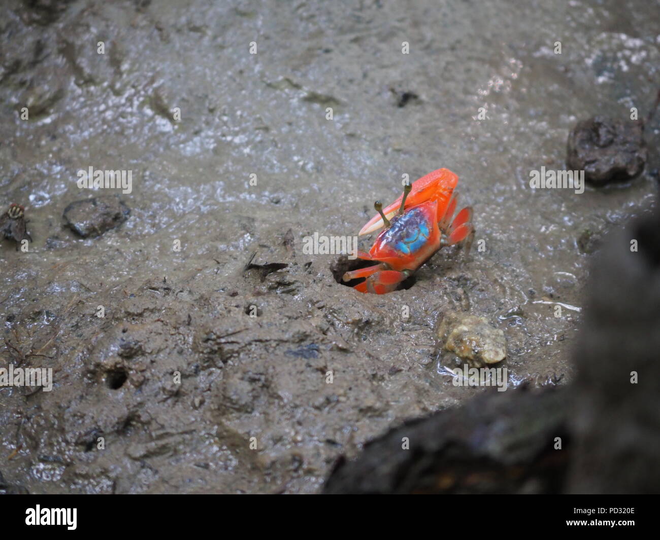 Fiddler Crab in the mud Stock Photo