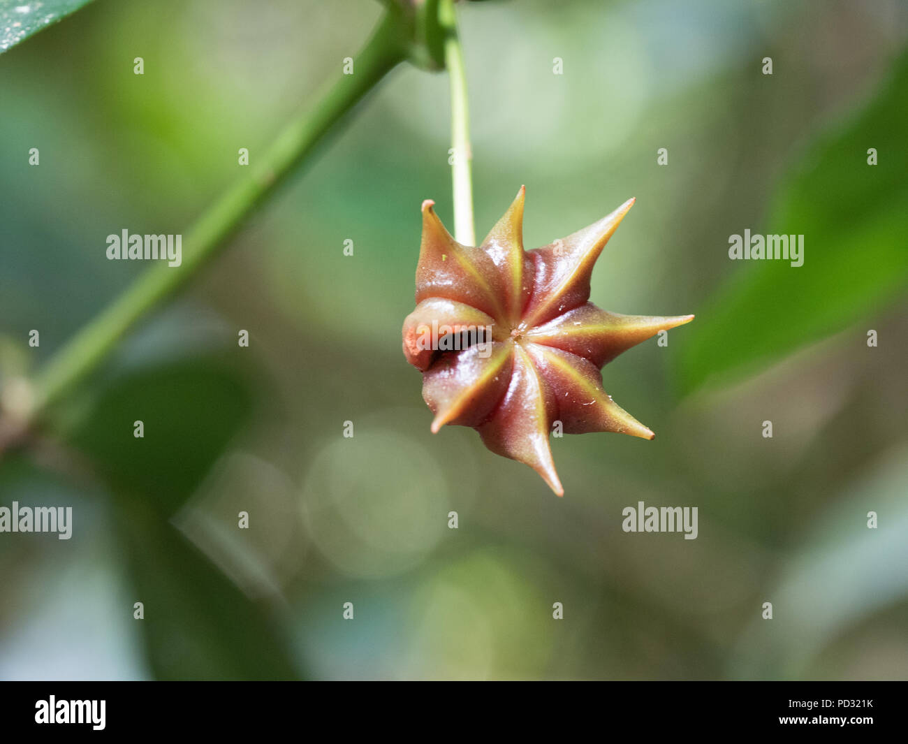 Star anise plant hires stock photography and images Alamy