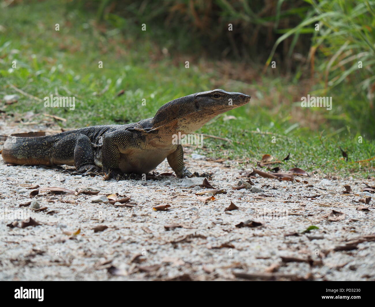 Water monitor lizard Stock Photo Alamy