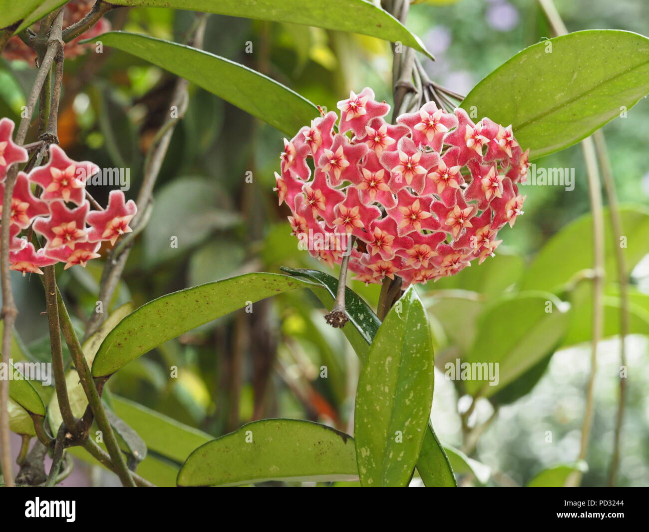 Pink tropical flower hi-res stock photography and images - Alamy