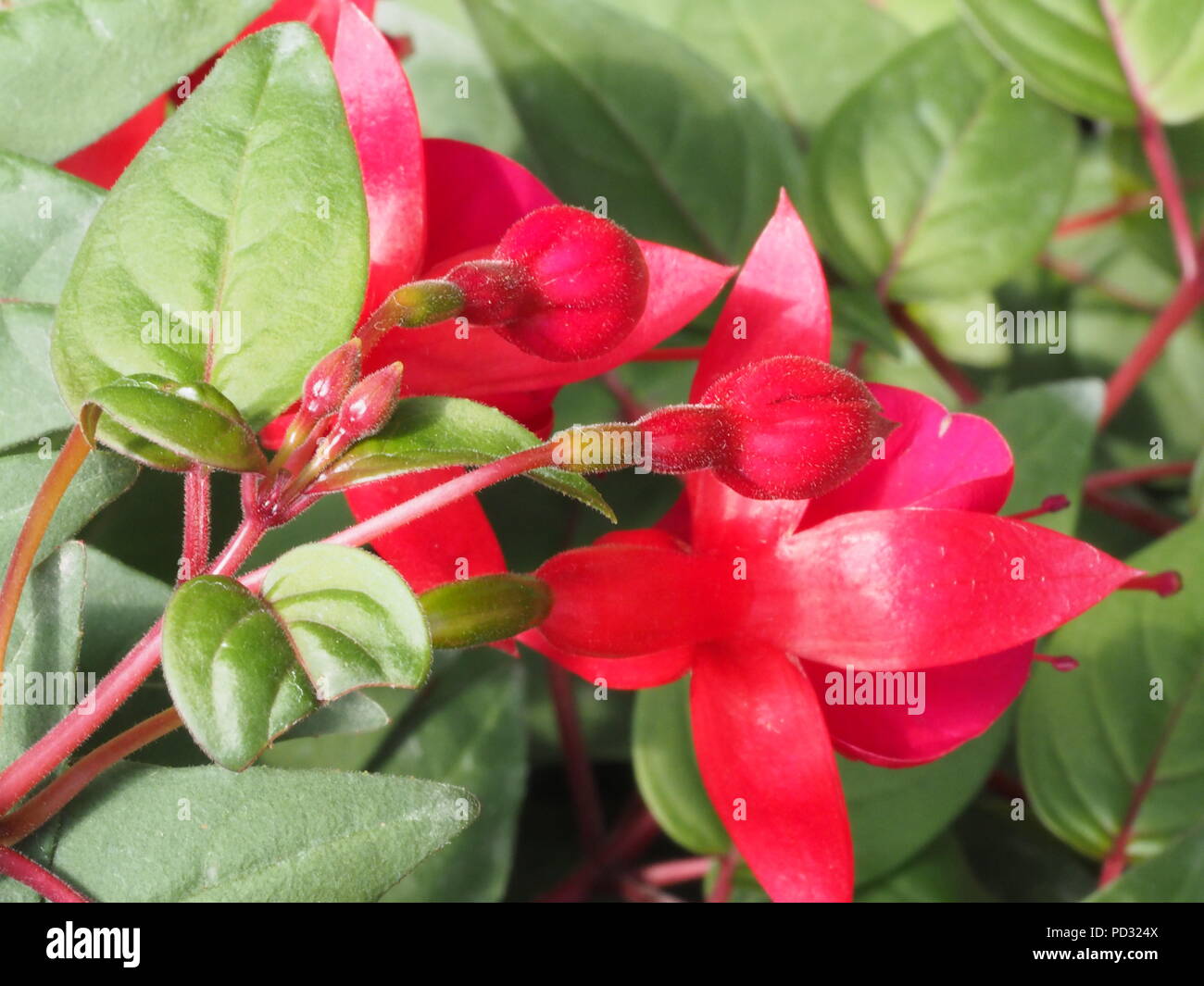 Pink tropical flower hi-res stock photography and images - Alamy