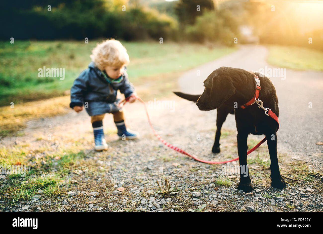 A little toddler boy and a dog outdoors on a road at sunset. Stock Photo