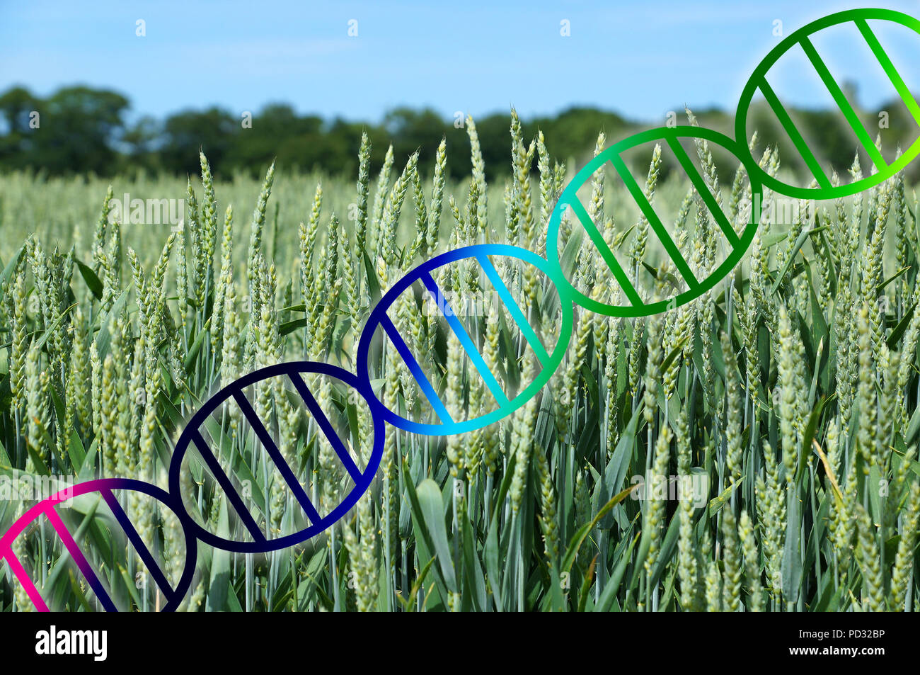 genome editing or genetic engineering concept, dna double helix over wheat crop field Stock Photo