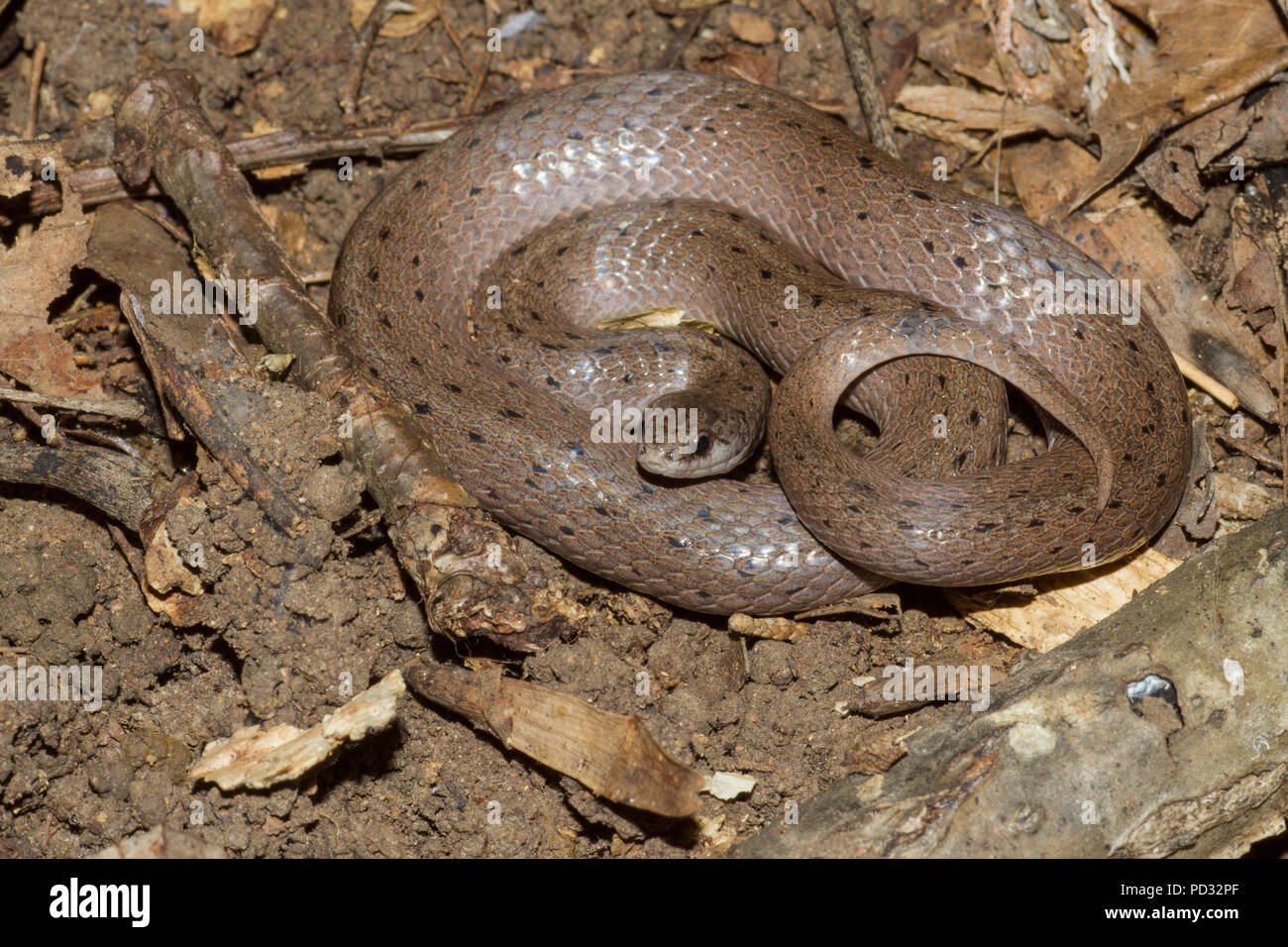 Dekays brown snake