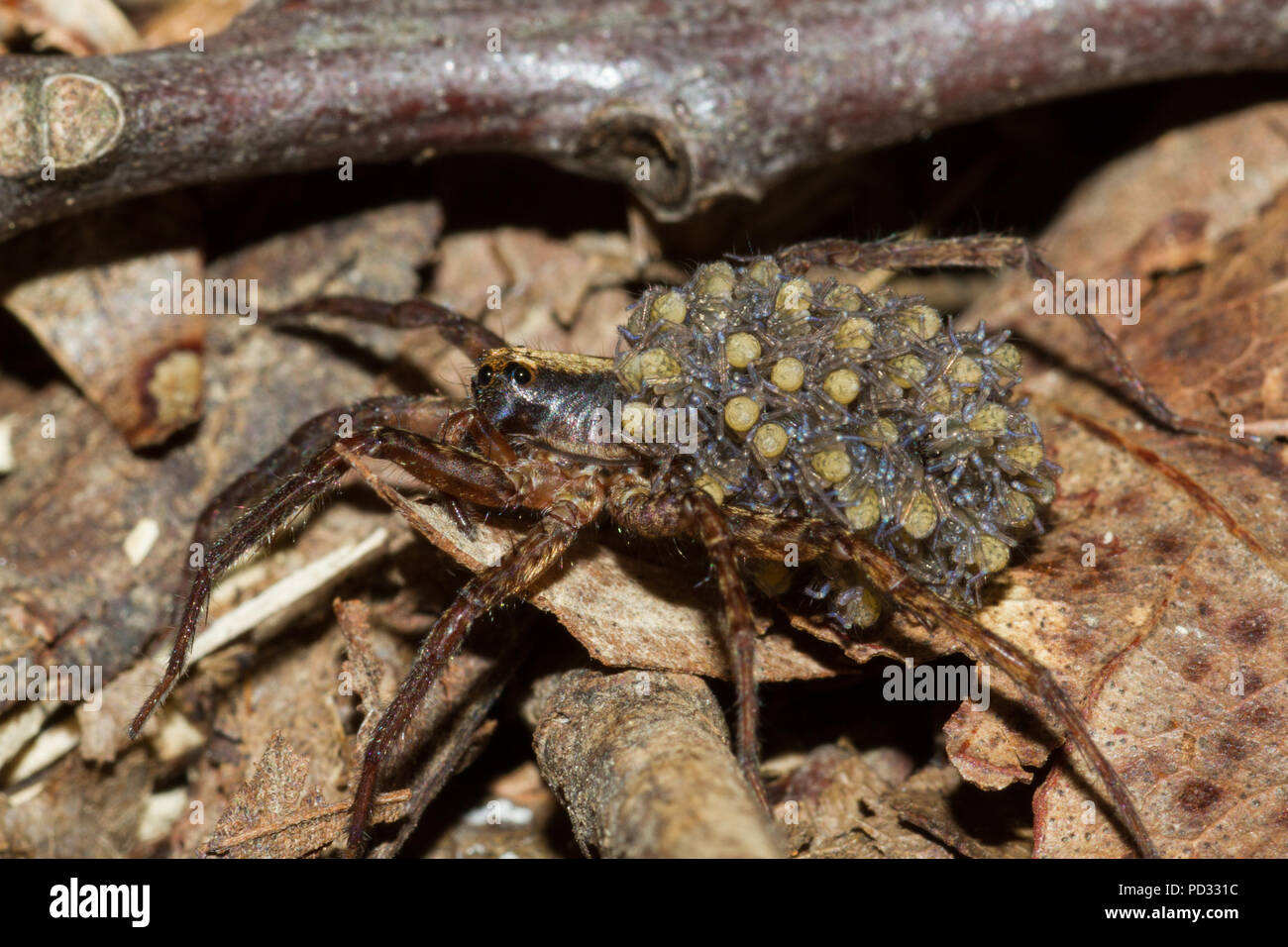 A wolf spider carrying spiderlings on her abdomen. Stock Photo