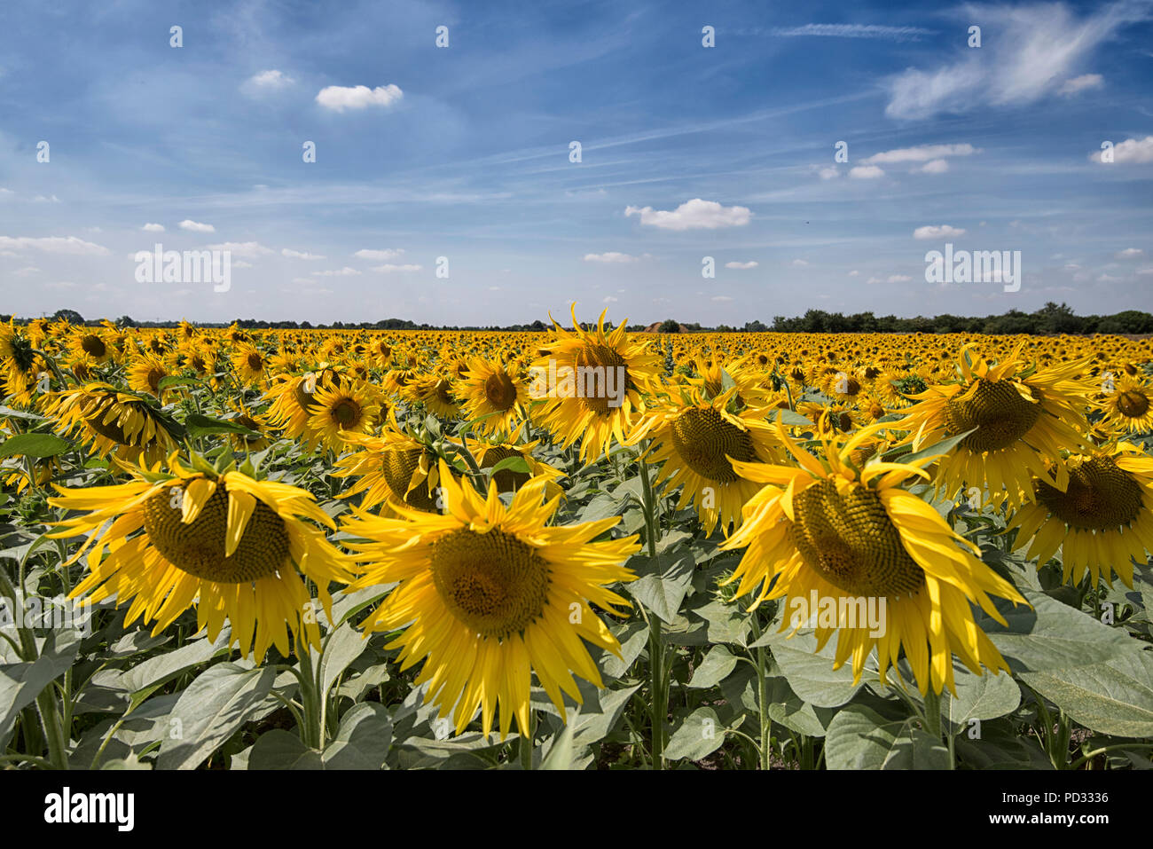 A field of sunflowers growing on a farm near Spalding in Lincolnshire
