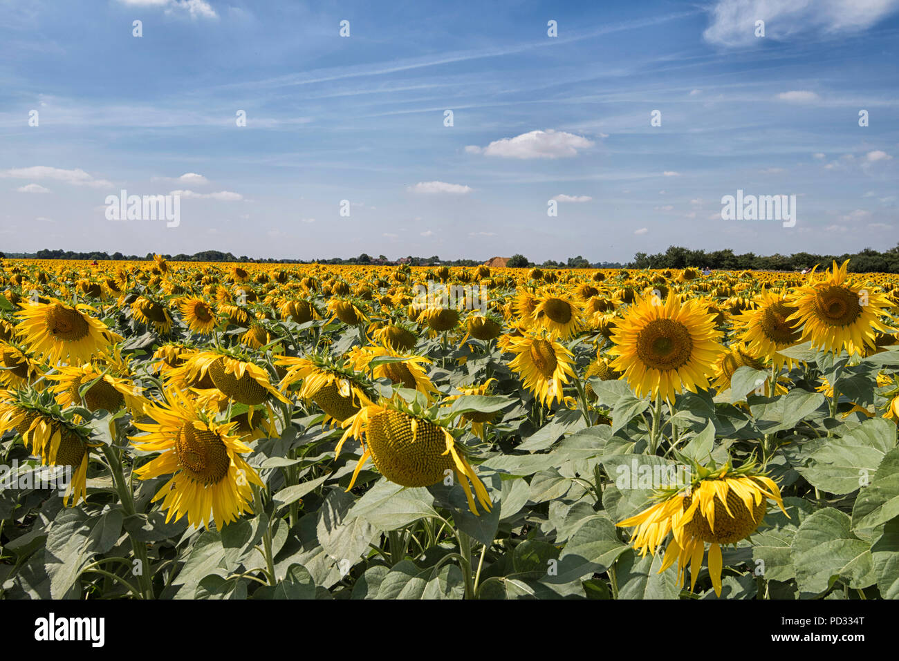 A field of sunflowers growing on a farm near Spalding in Lincolnshire