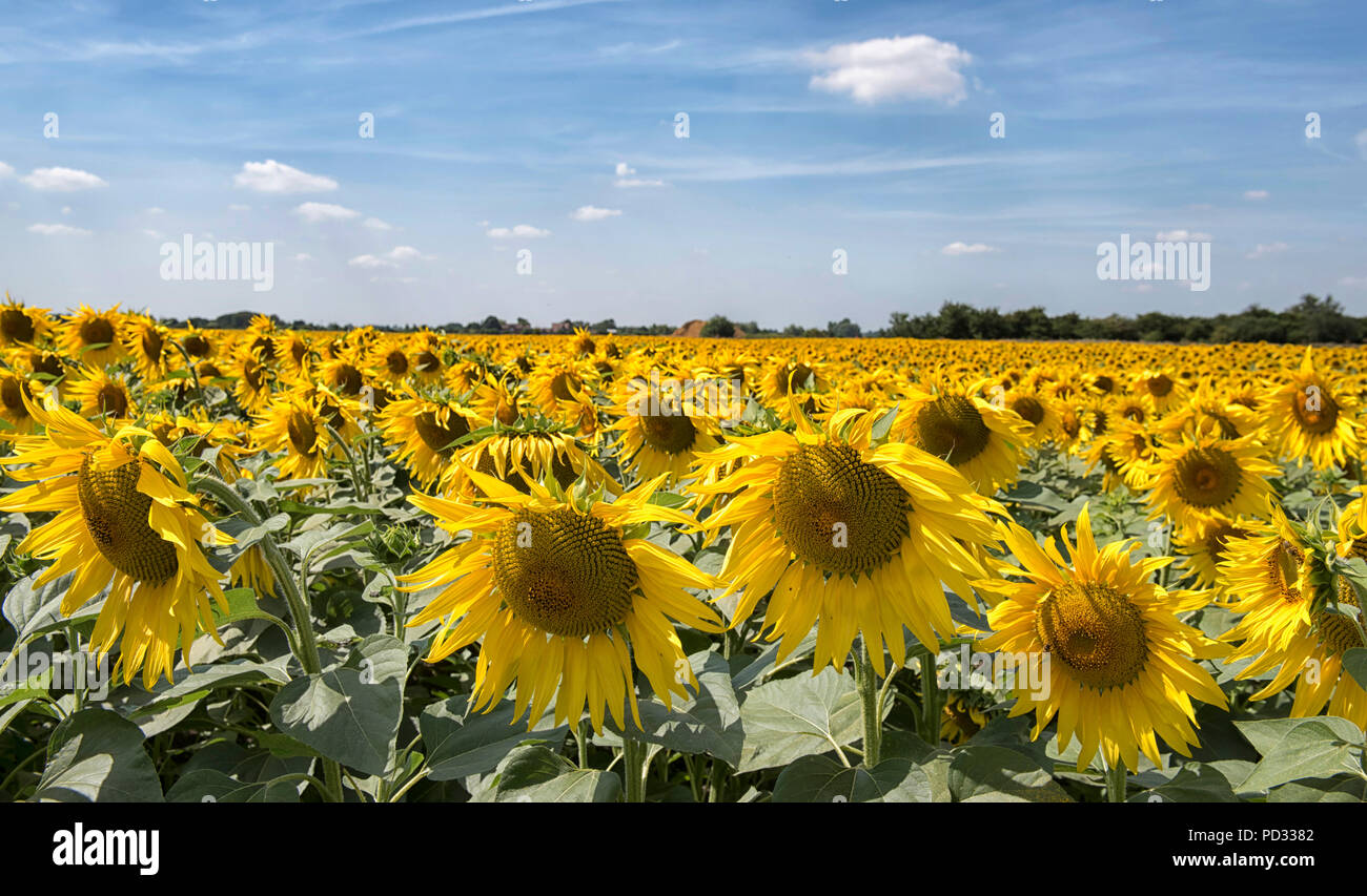 A field of sunflowers growing on a farm near Spalding in Lincolnshire