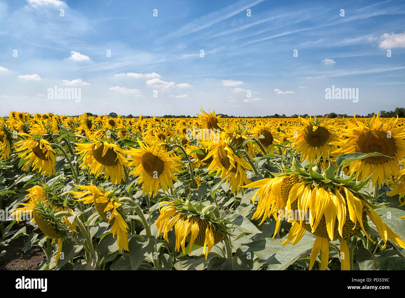 A field of sunflowers growing on a farm near Spalding in Lincolnshire, England UK Stock Photo