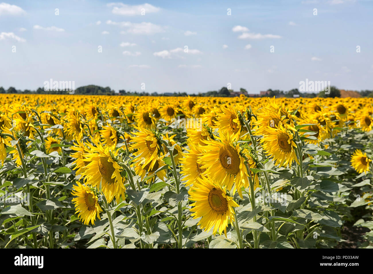 A field of sunflowers growing on a farm near Spalding in Lincolnshire