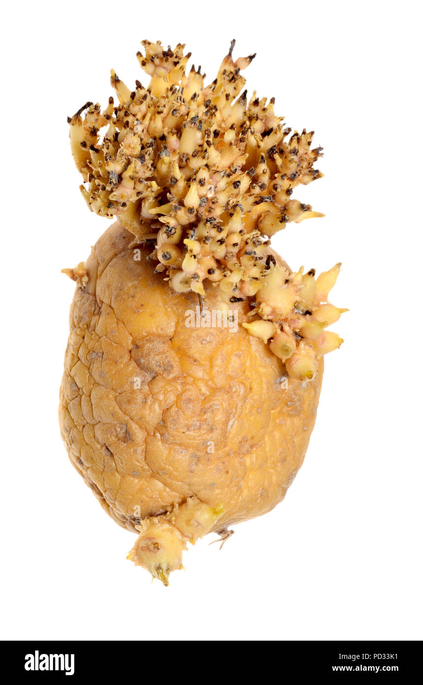 Potato sprouting after being left in the cupboard for too long Stock Photo Alamy