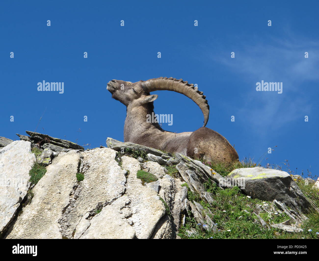 Lying alpine ibex scratching his back with his horns Stock Photo