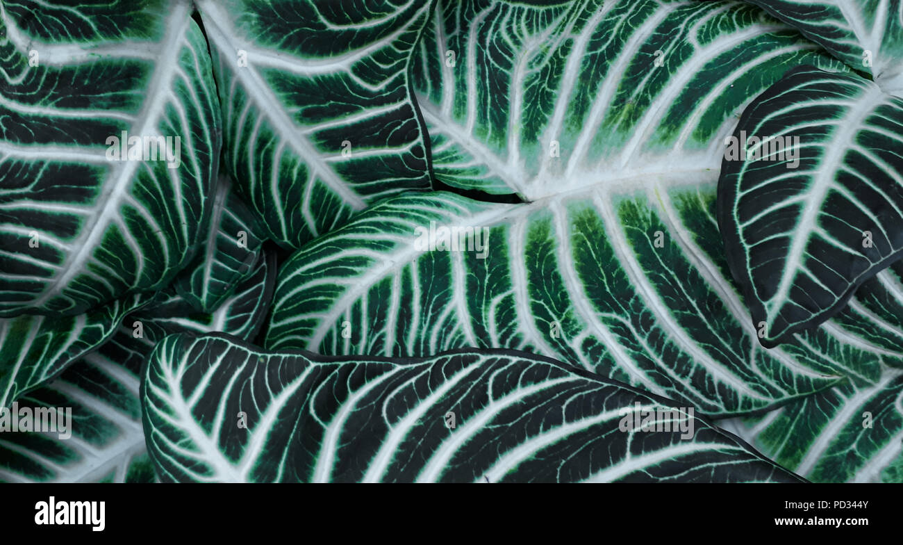 A close up of dark green leaves with small and big lines in white Stock Photo