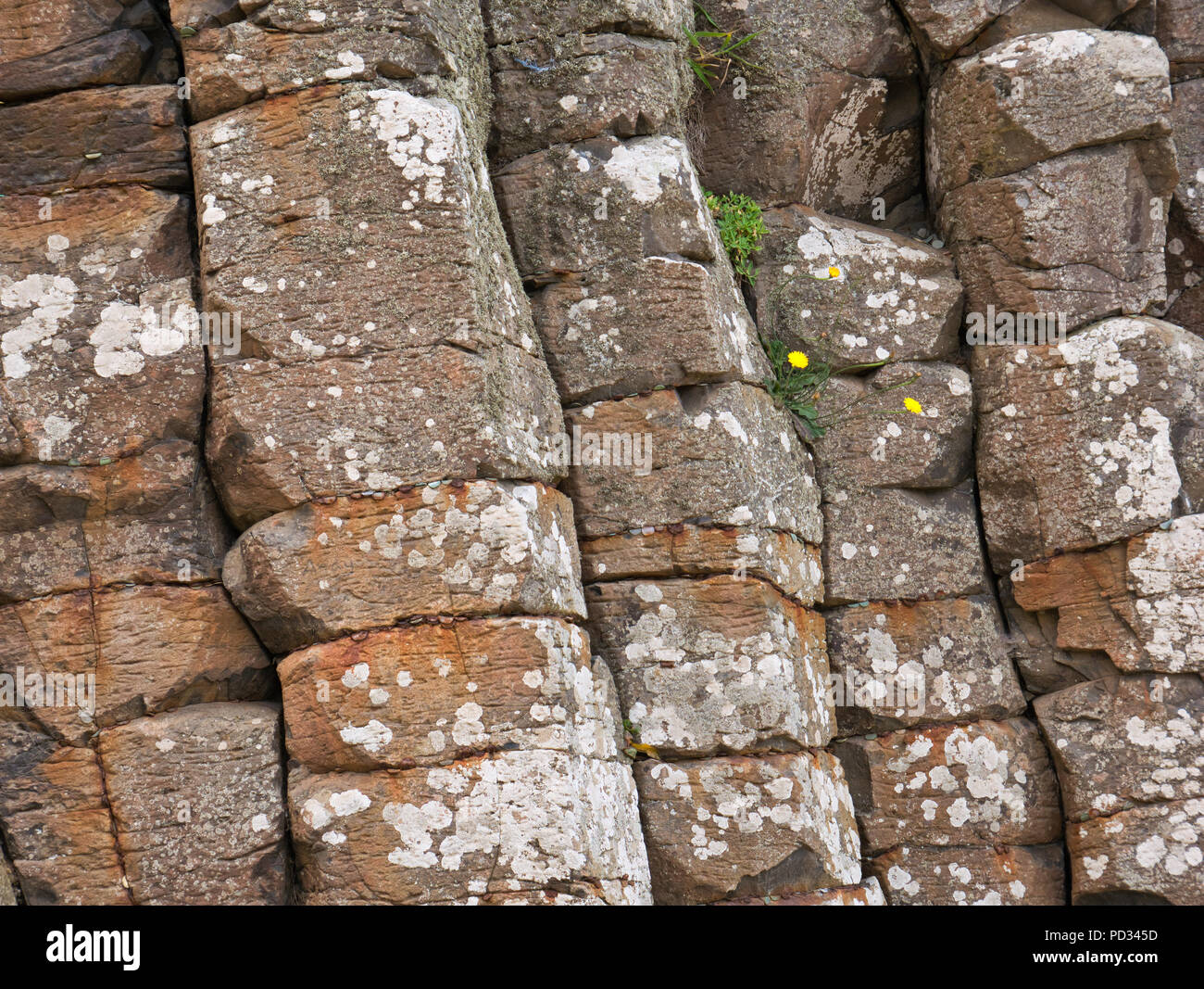 Stone formation of angular basalt stones on the coast of Northern Ireland at the Giants causeway on the Giants Road Stock Photo