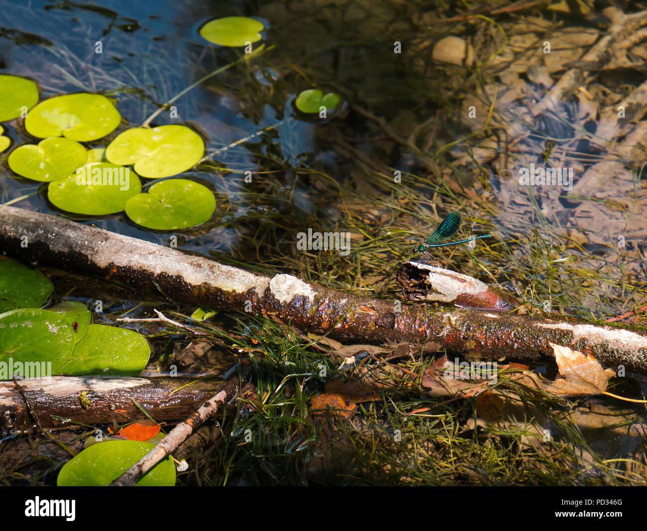 A blue-green dragonfly sits on a branch that lies between the water ...