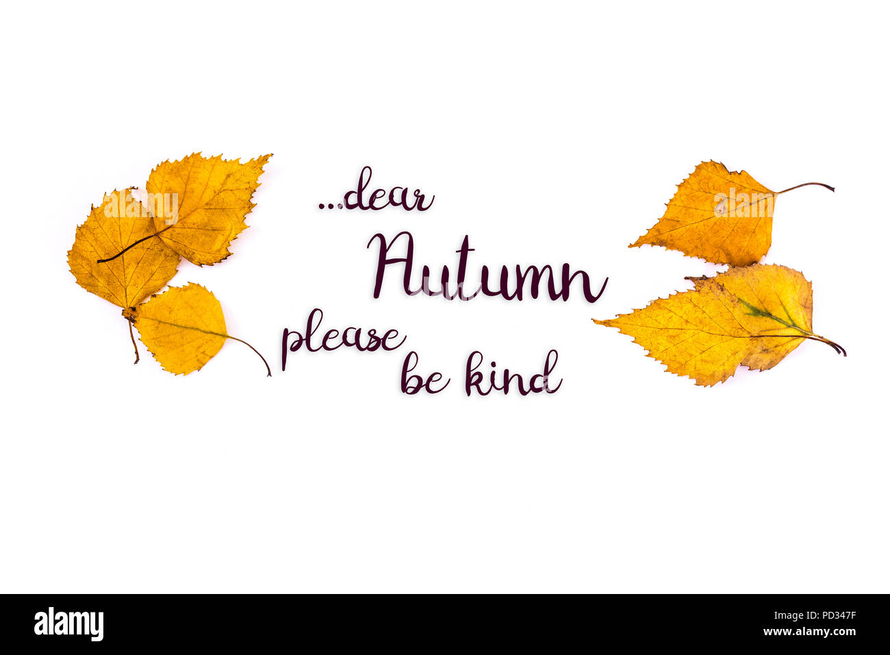 Close-up photo of a six yellow autumn leaves isolated on white background with the inscription: '...dear Autumn please be kind' Stock Photo