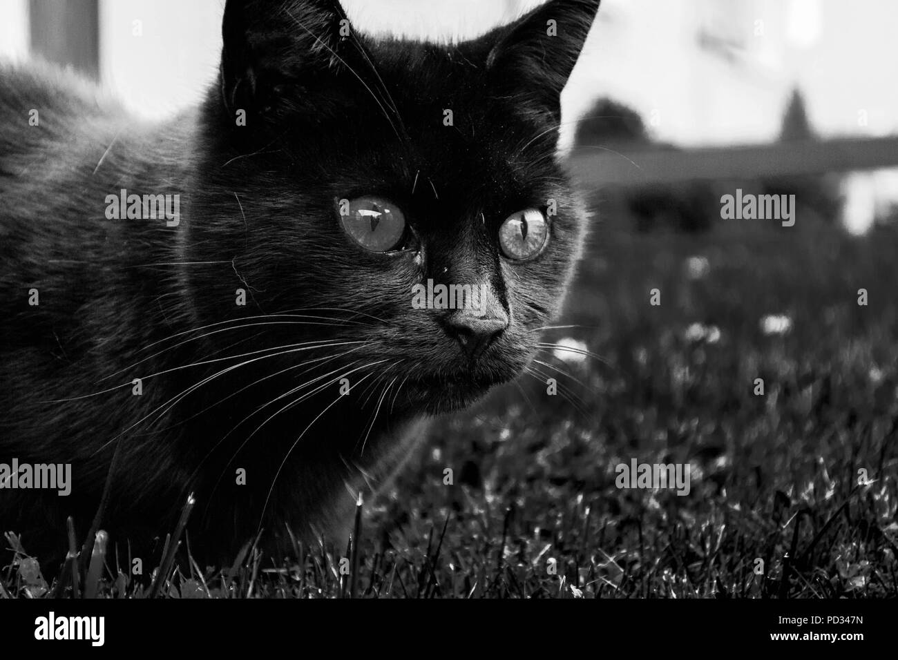 Le Chat Noir The Black Cat Stock Photo 214584153 Alamy