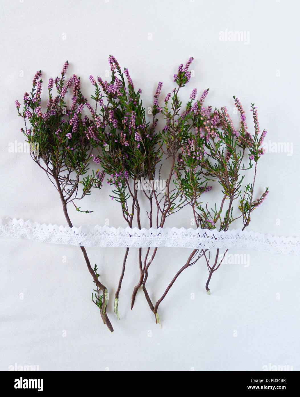 Purple autumn heathers (erica, calluna) with white cotton lace on ecru on ecru piece raw cotton fabric background Stock Photo