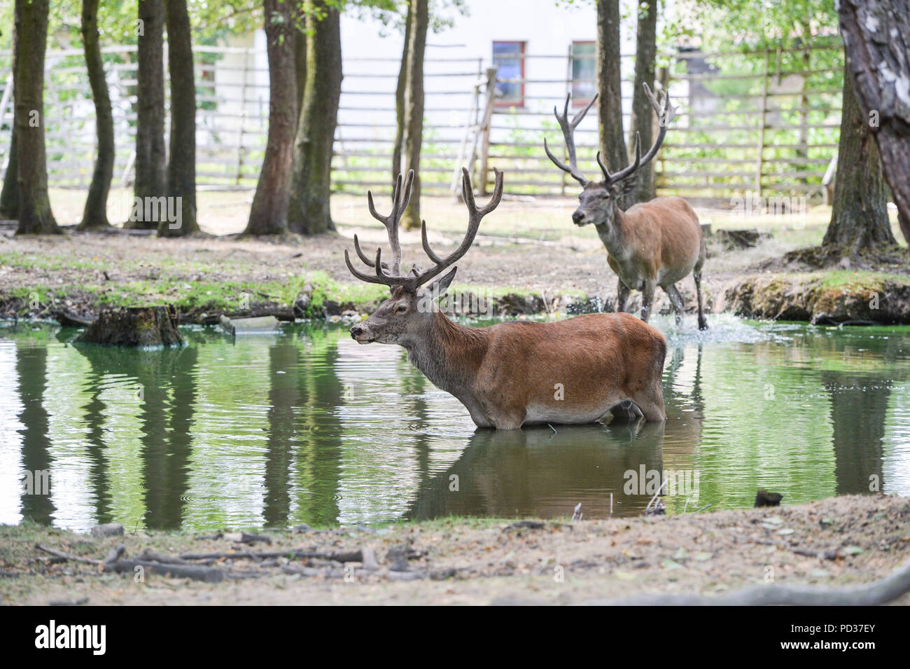 The series of tropical days continues in the Czech Republic with temperatures of up to 38 degrees Centigrade and the Red deer cools itself by Skalice near Ceska Lipa, Northern Bohemia, Czech Republic, on August 4, 2018. (CTK Photo/Vit Cerny) Stock Photo