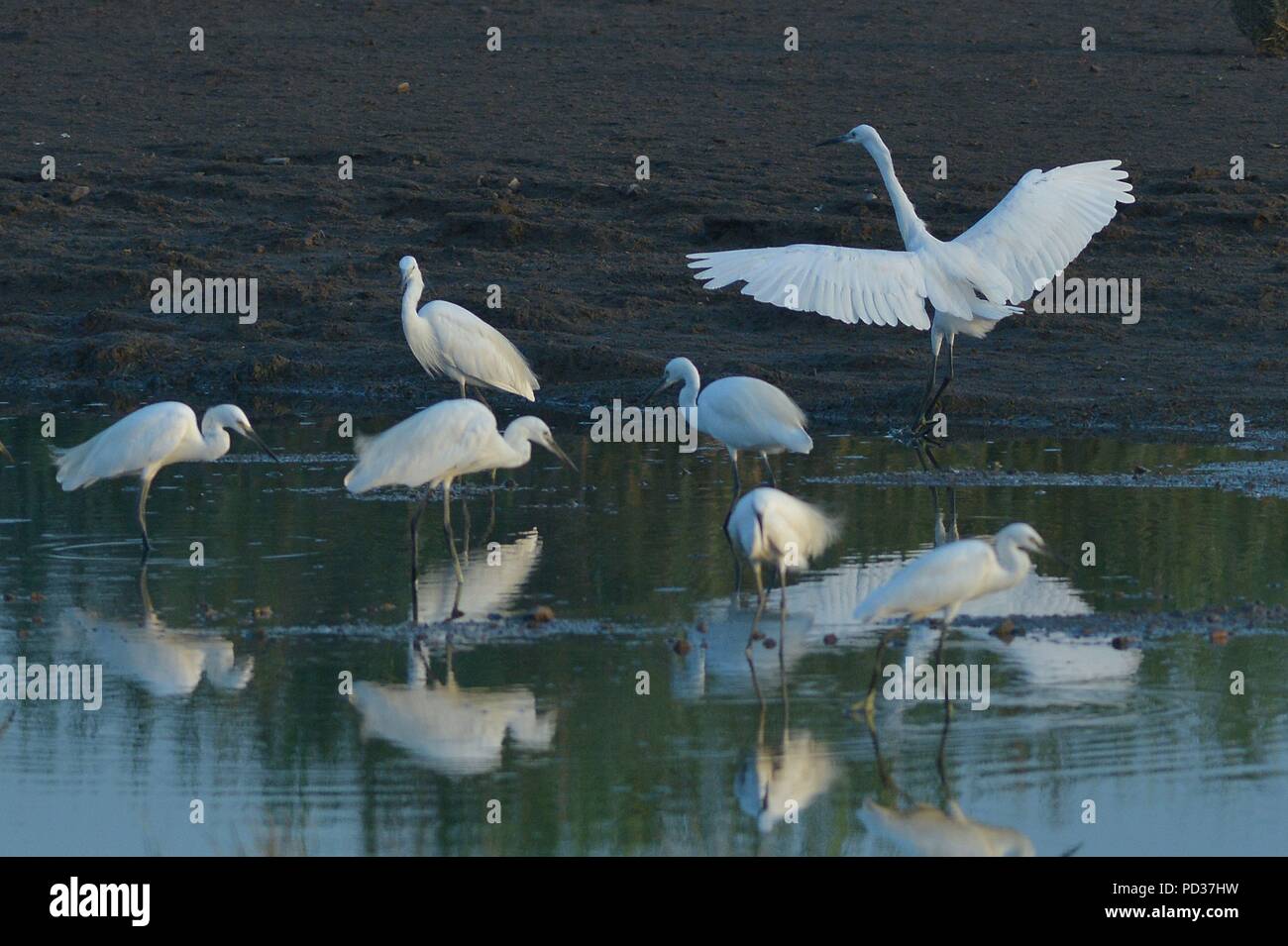 Qingdao, Qingdao, China. 6th Aug, 2018. Qingdao, CHINA-Egrets gather at the wetland in Qingdao, east China's Shandong Province. Credit: SIPA Asia/ZUMA Wire/Alamy Live News Stock Photo