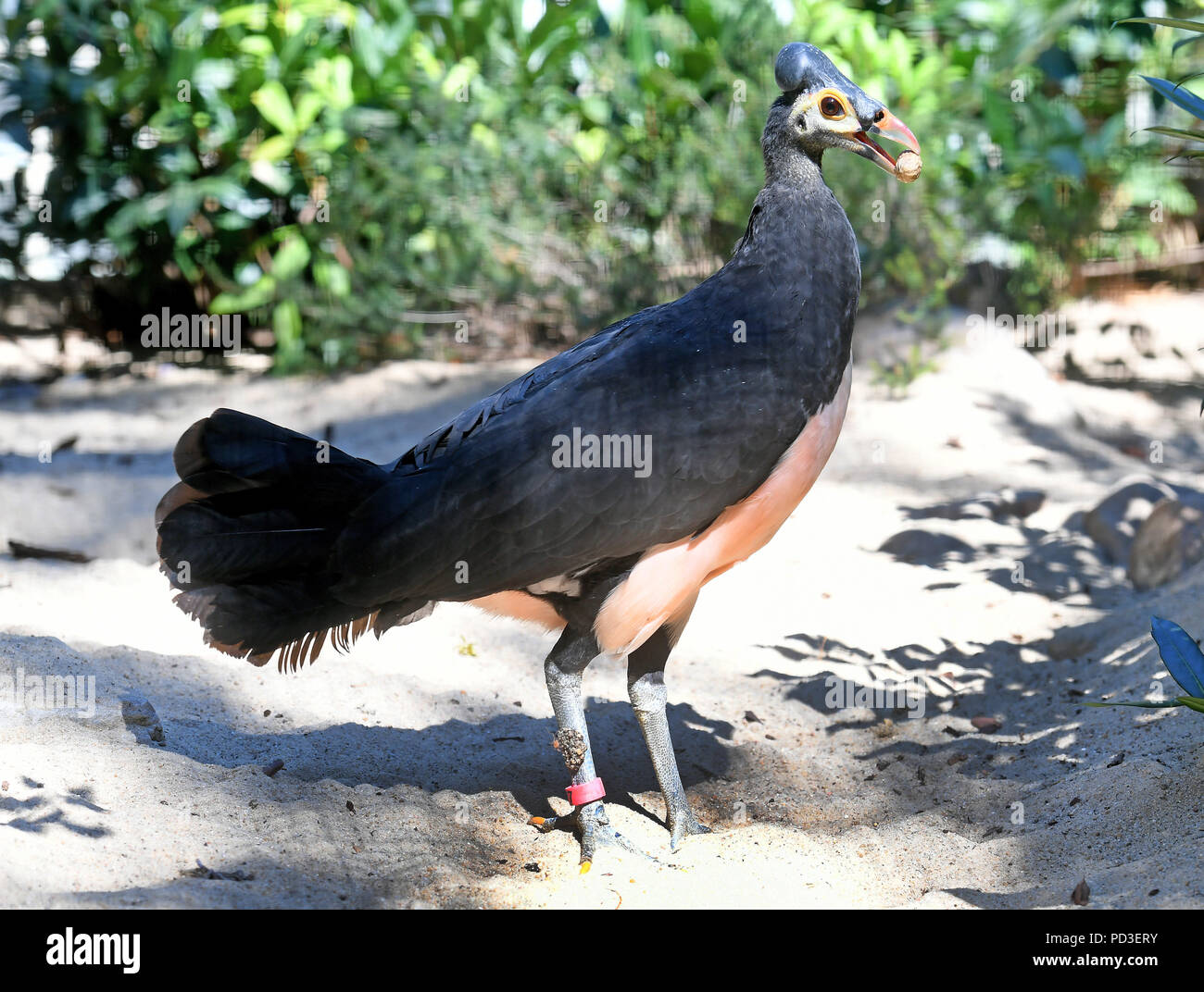 Walsrode, Germany. 06th Aug, 2018. A Maleo chicken stands with a peanut