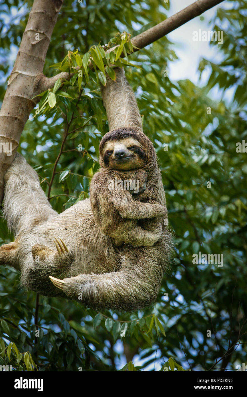 Three-toed Sloth, Bradypus variegatus, mother and young, in the rainforest beside Gatun Lake, Republic of Panama. Stock Photo