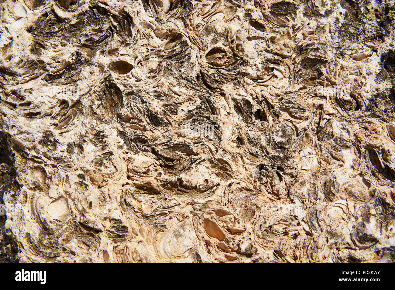Background texture of natural stone with shells of marine animals Stock ...