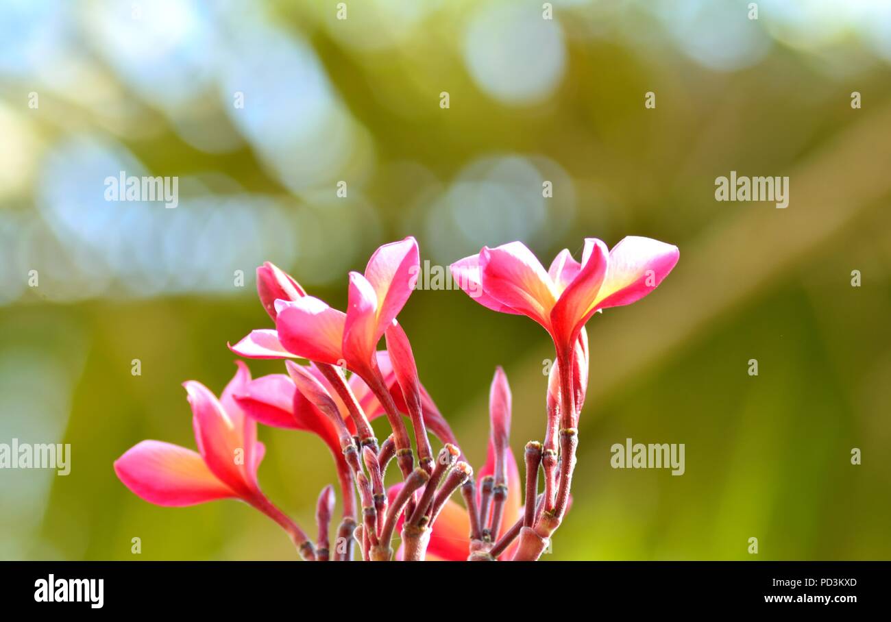 A bunch of flowers Stock Photo