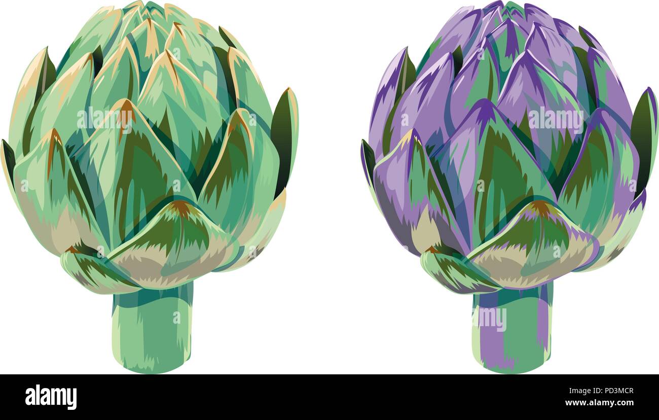 vector set of illustration green and violet vegetables artichoke on white background Stock Vector
