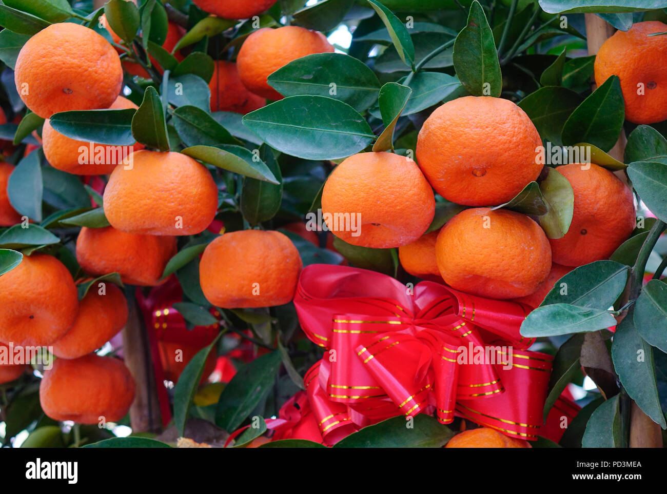 Kumquat trees and fruits. Kumquat is the must have trees in Vietnamese