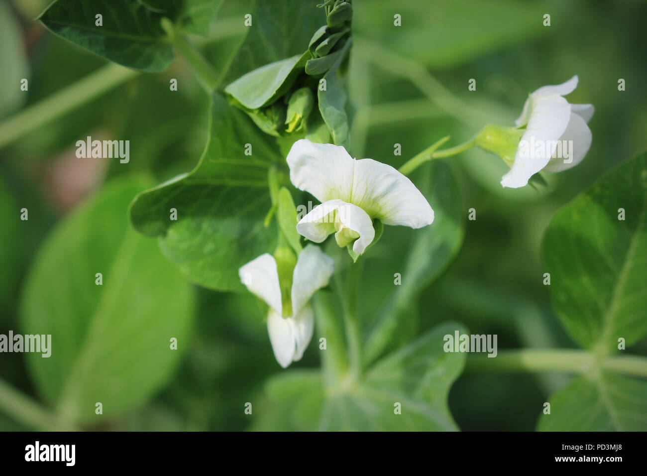 Green Pea plant with white flower in a garden Stock Photo Alamy