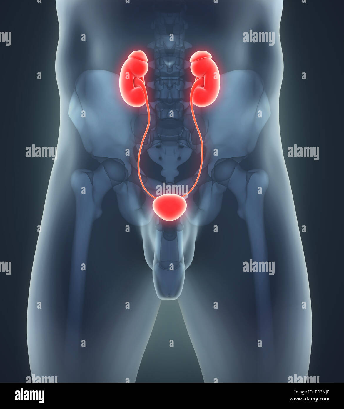 Human Kidneys Anatomy Stock Photo - Alamy