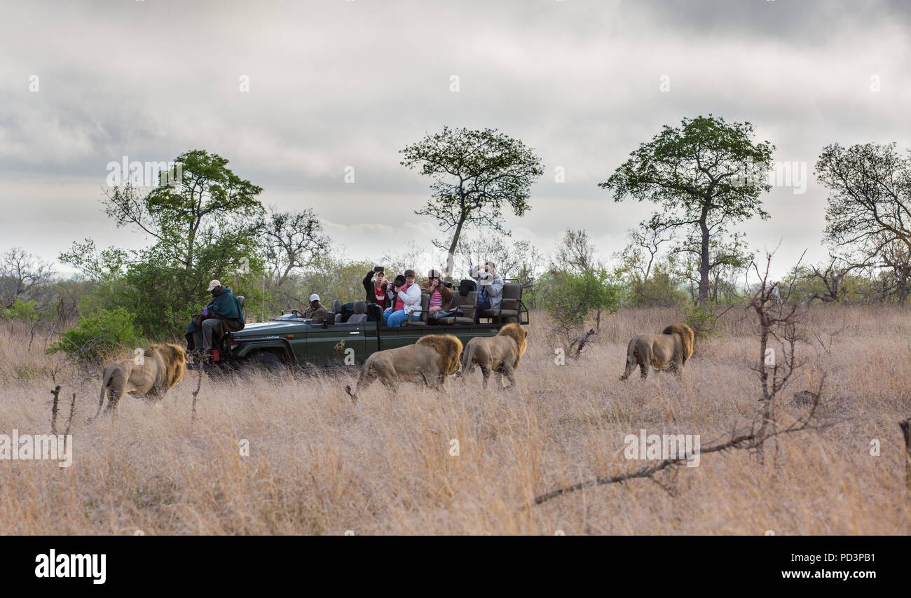 Four large male lions (Panthera leo) walking past an open safari game drive vehicle with tourists taking photographs Stock Photo