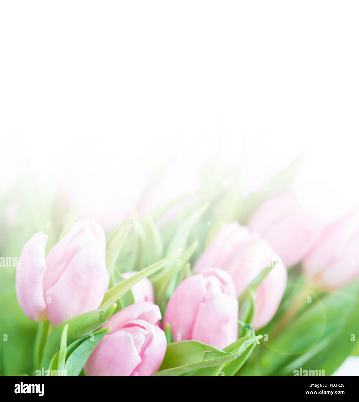 Bouquet of fresh pink tulips flowers close-up isolated on a white ...