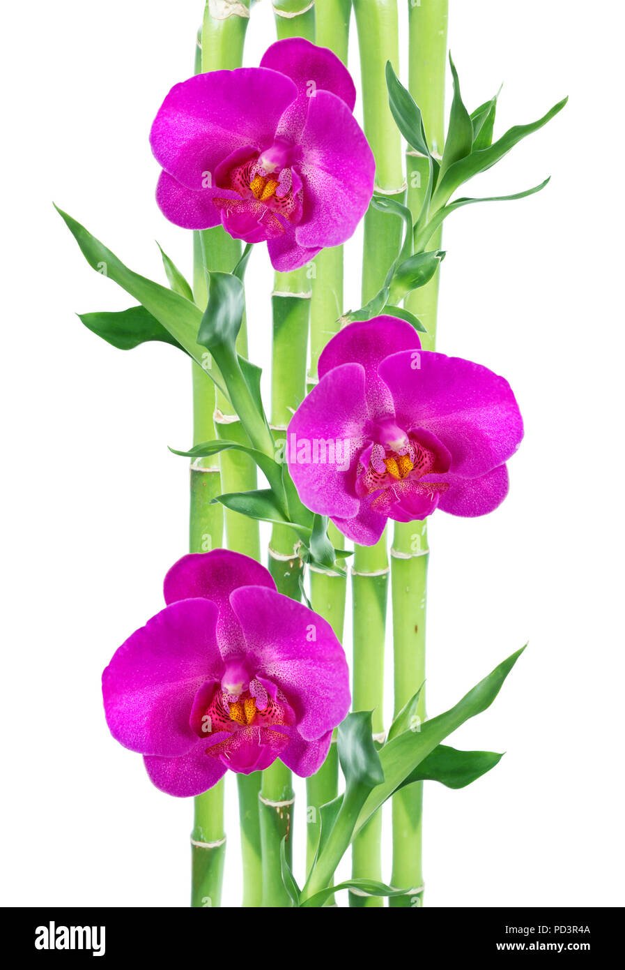 Several stem of Lucky Bamboo (Dracaena Sanderiana) with green leaves and  two pink orchid flowers, isolated on white background, with copy-space  Stock Photo - Alamy
