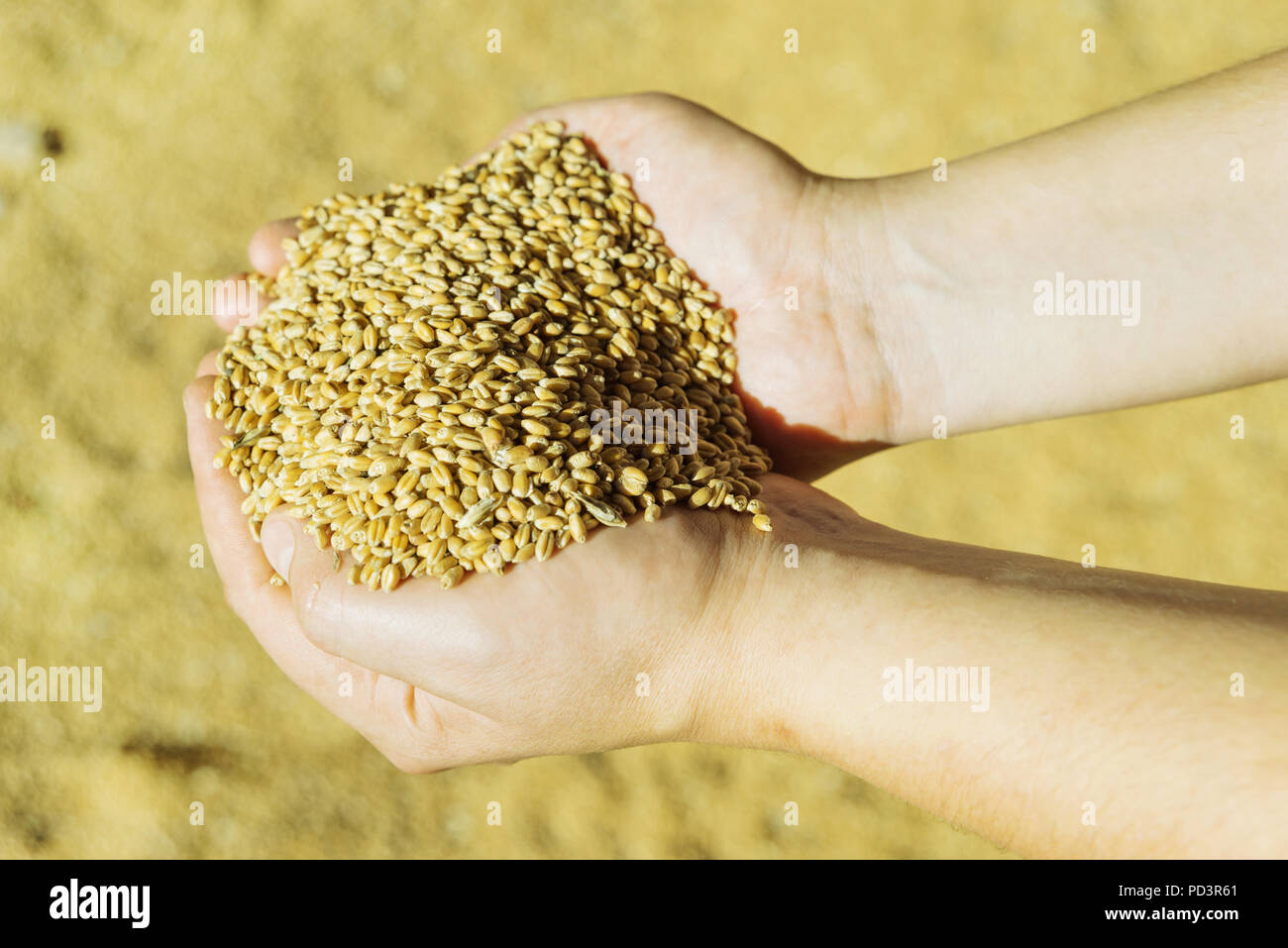 Men's hands holding a heap of of ripe wheat grains against the background of spilled grains Stock Photo