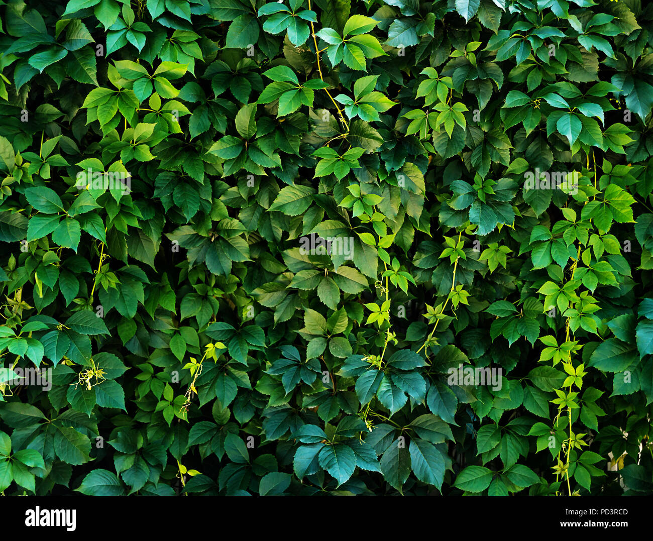 Natural background with texture of a green leaf close-up. Living hedge of  girlish grapes as leaves texture background Stock Photo - Alamy