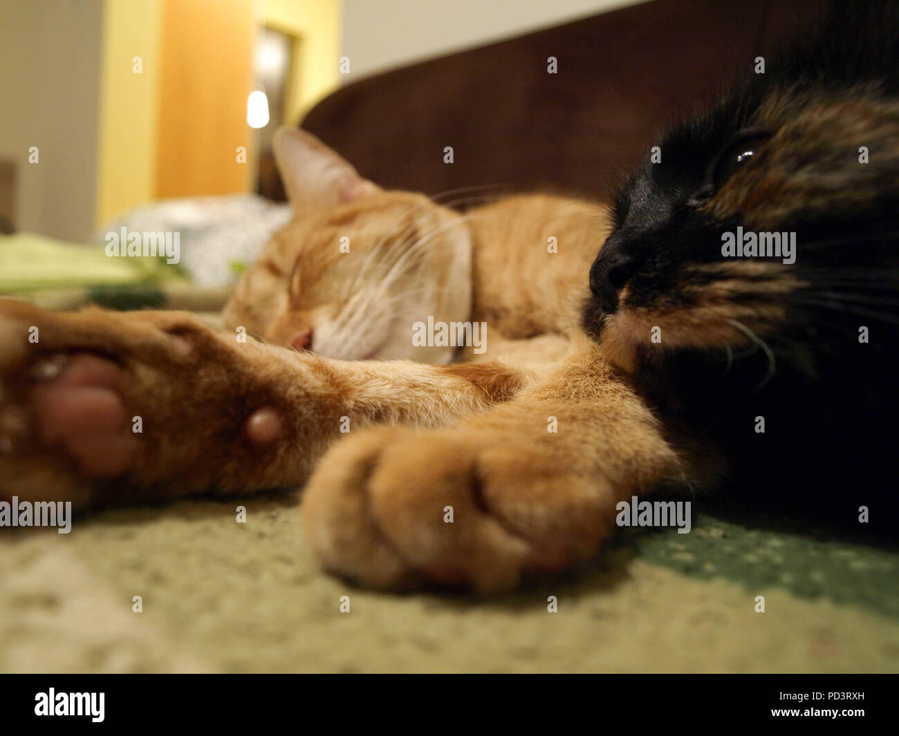 Female tabby cat sleeping on a sofa hi-res stock photography and images ...