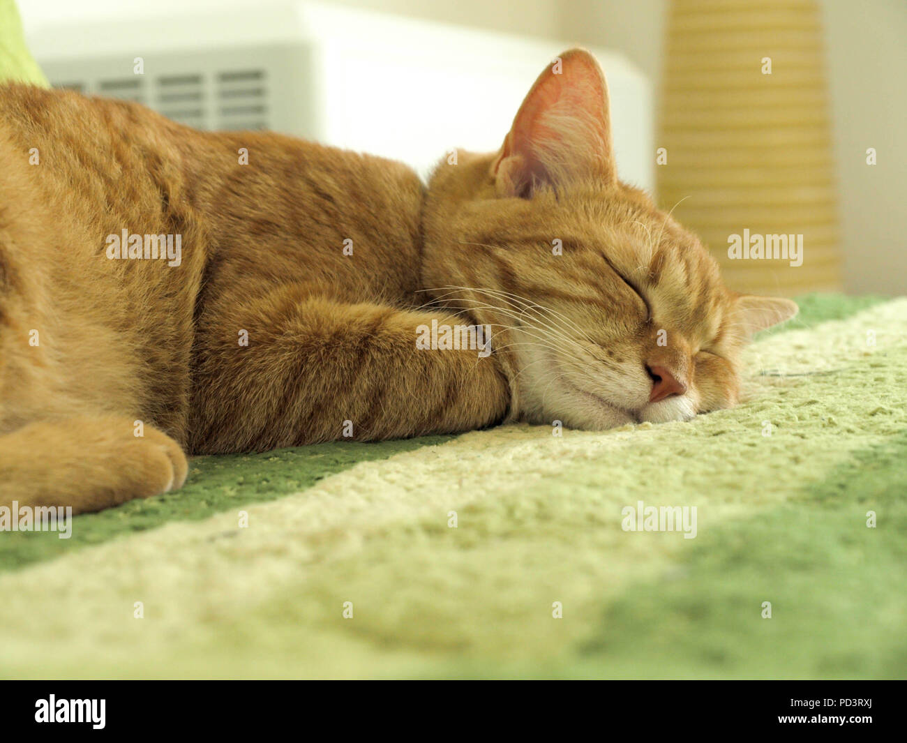 orange tabby cat sleeping on sofa Stock Photo
