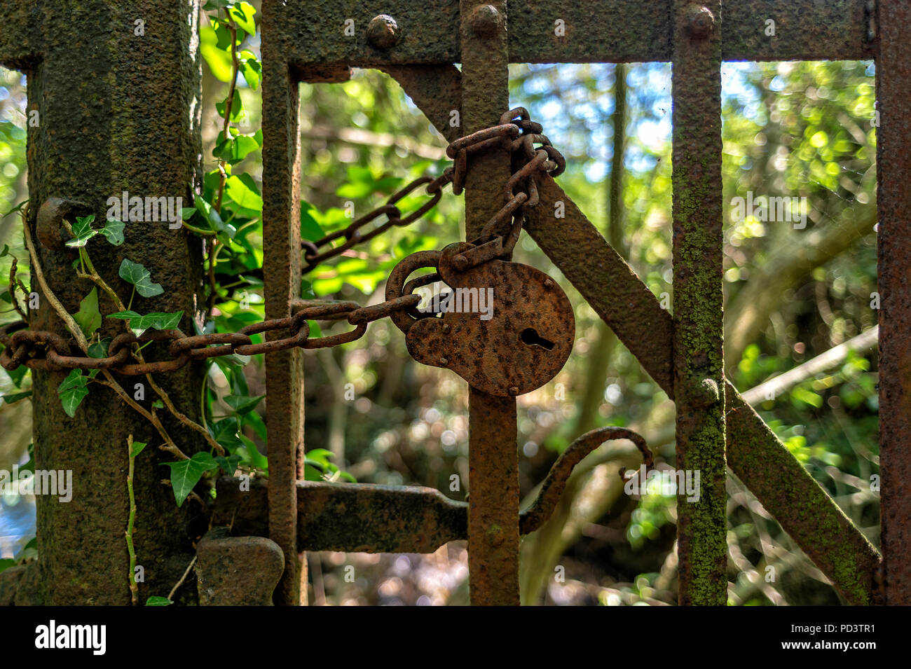 close upof a rusty padlock and chain on an old iron gate, Stock Photo