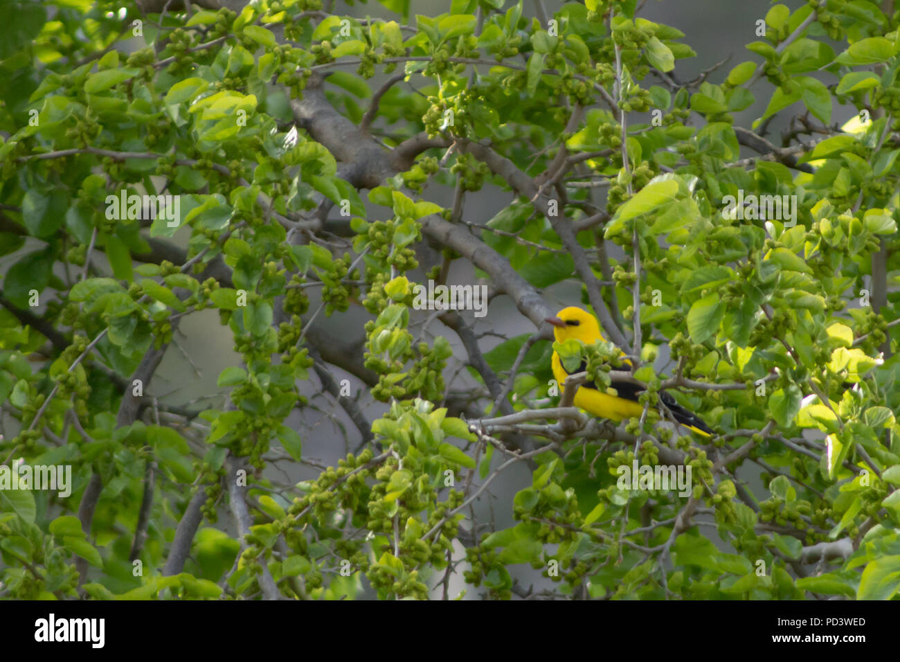Oriolus oriolus, Eurasian Golden Oriole  perching on a branch in a Mulberry tree, Morus alba, Andalucia Spain Stock Photo
