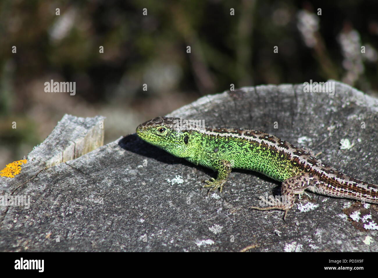 A male Sand Lizard Lacerta agilis on the Dorset Heaths in 2011