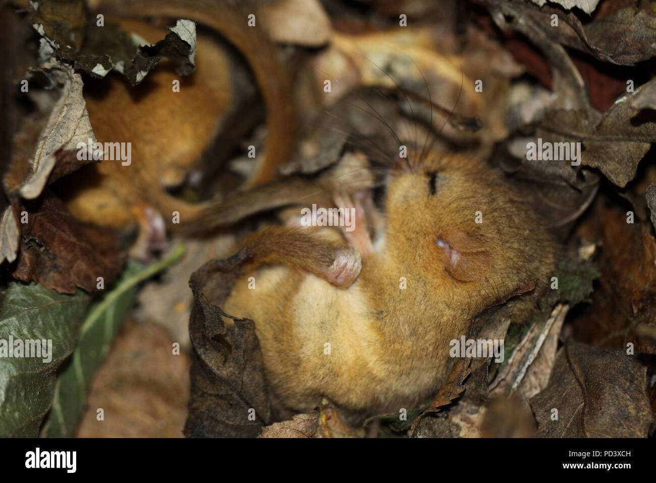 Two Hazel Dormice (Muscardinus avellanarius) asleep in torpor in their nest. Photographed in Hampshire in the UK in 2011. Stock Photo